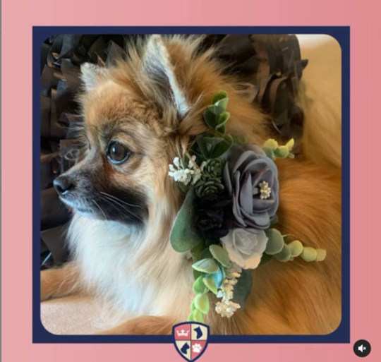 Formal Dog Dress | The Livianna